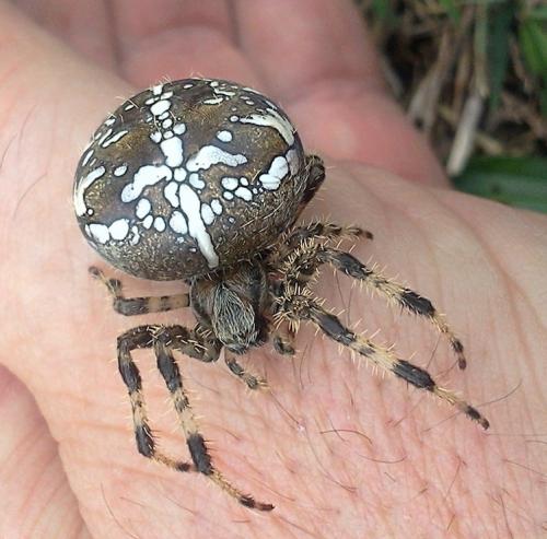 Araneus diadematus